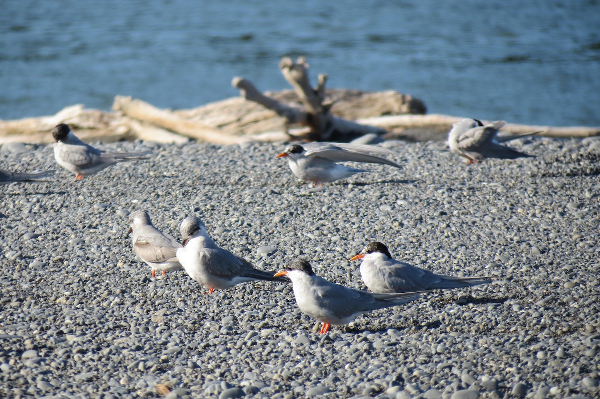 Black-fronted Tern - ML232557041