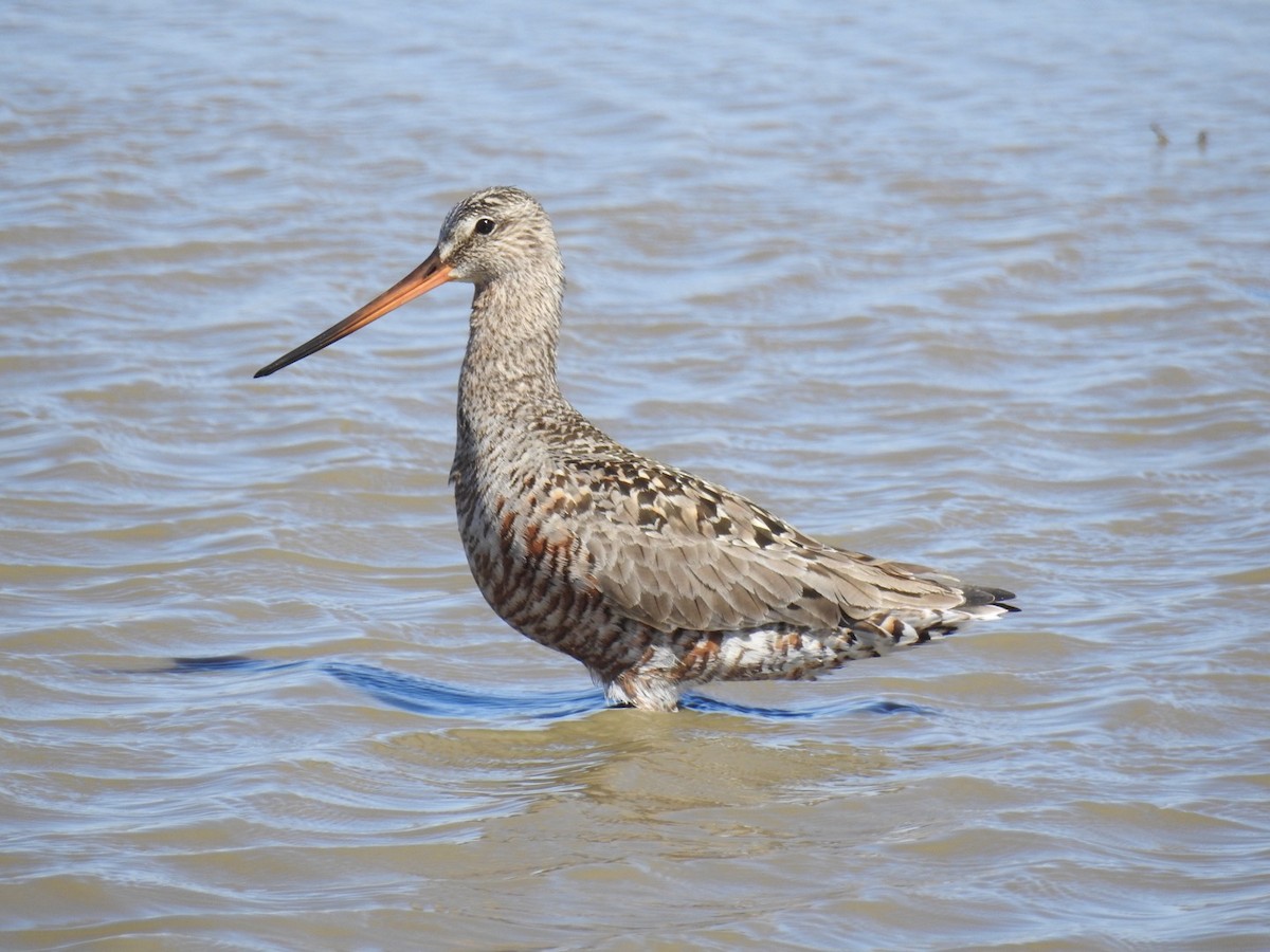 Hudsonian Godwit - ML232557171