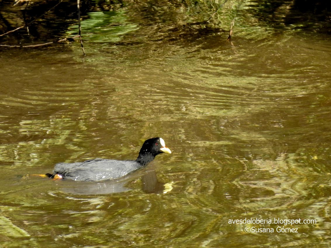 Gelbschnabel-Blässhuhn - ML232557261