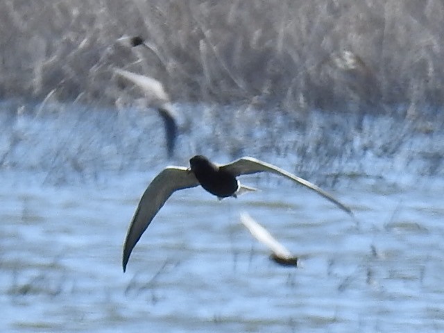 Black Tern - ML232557421