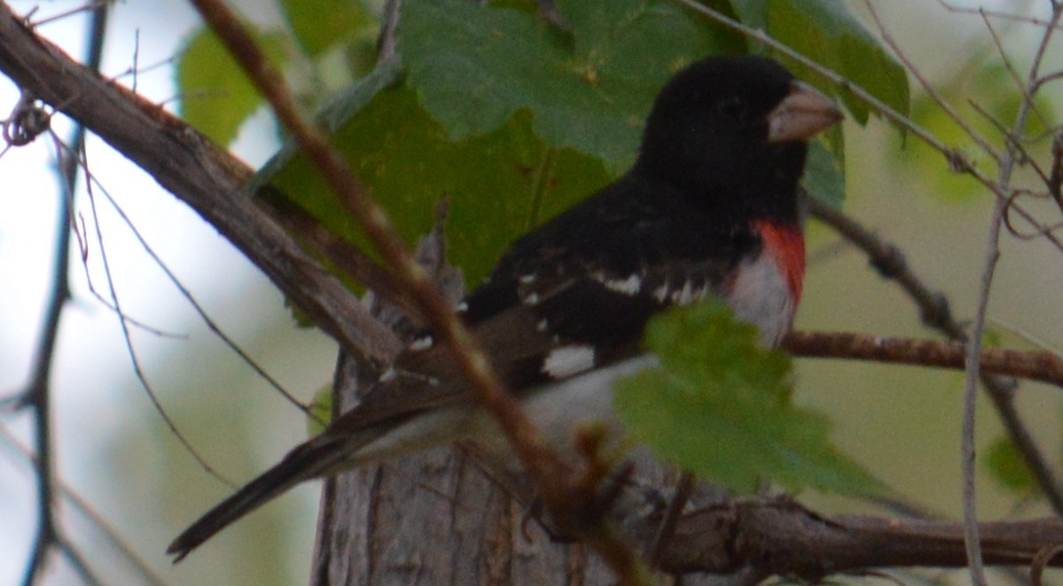 Rose-breasted Grosbeak - Nick Worth