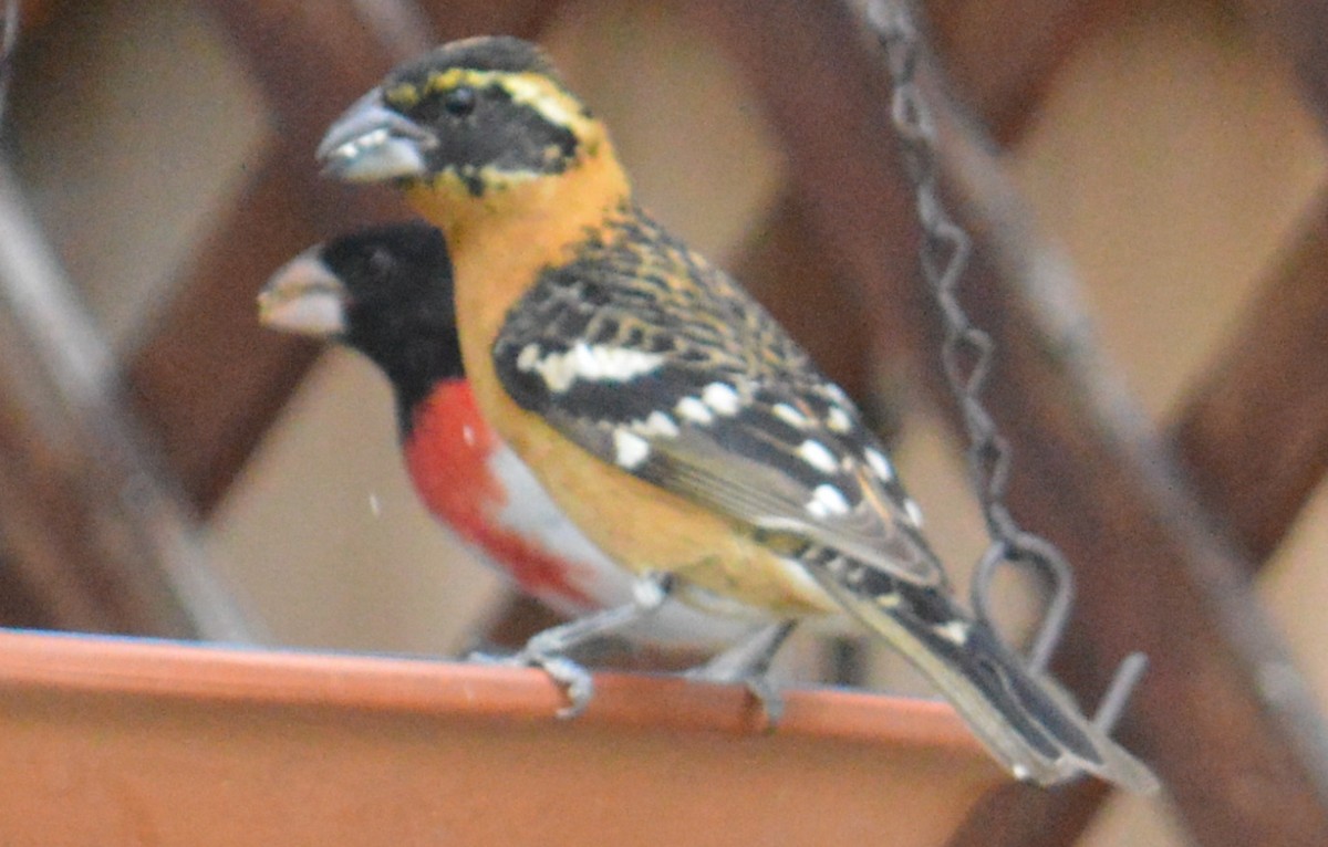 Rose-breasted Grosbeak - Nick Worth