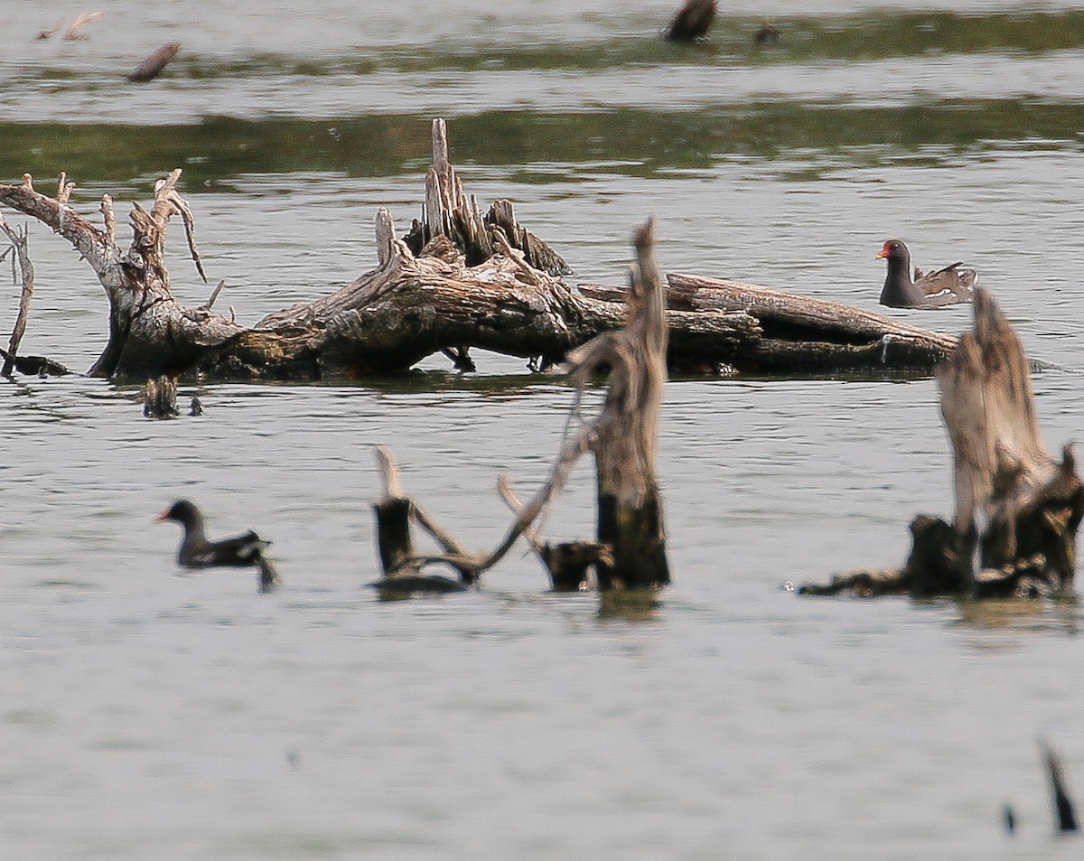 Eurasian Moorhen - ML232558131