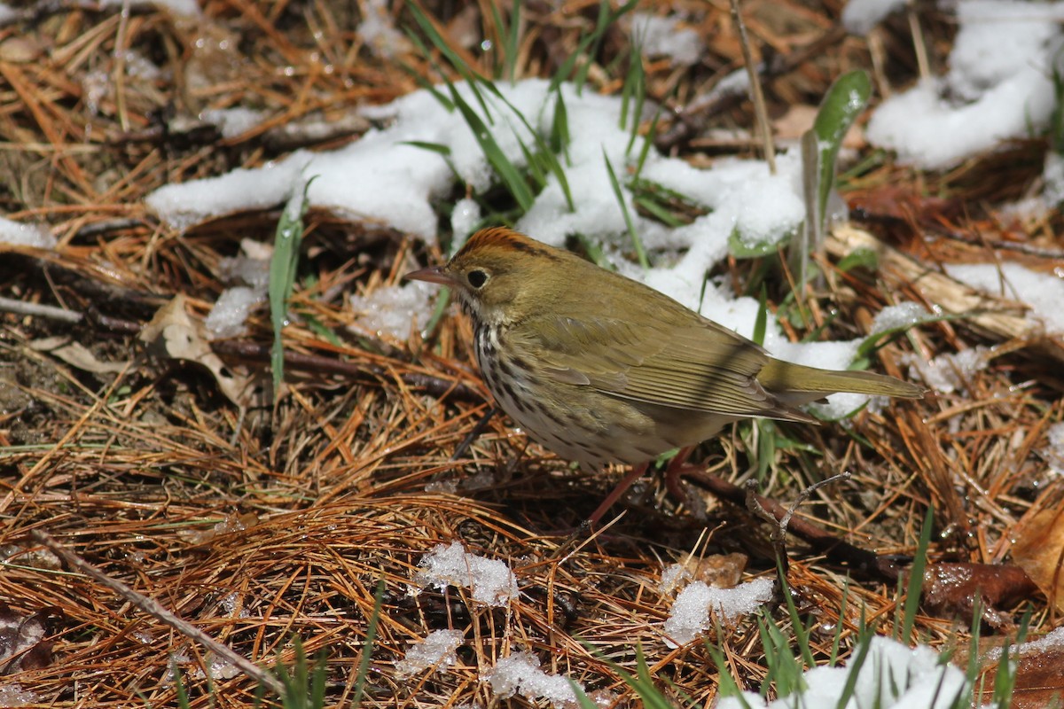 Ovenbird - John Garrett