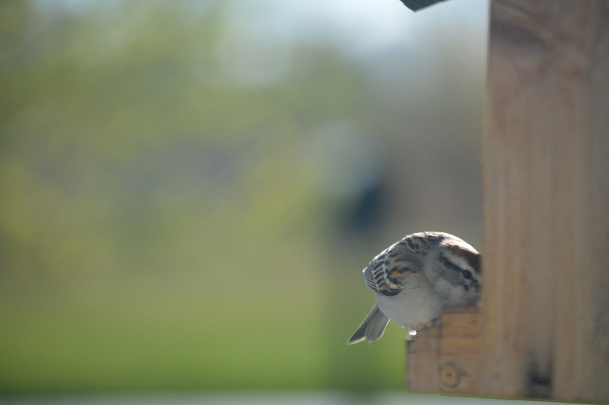 Chipping Sparrow - ML232559131