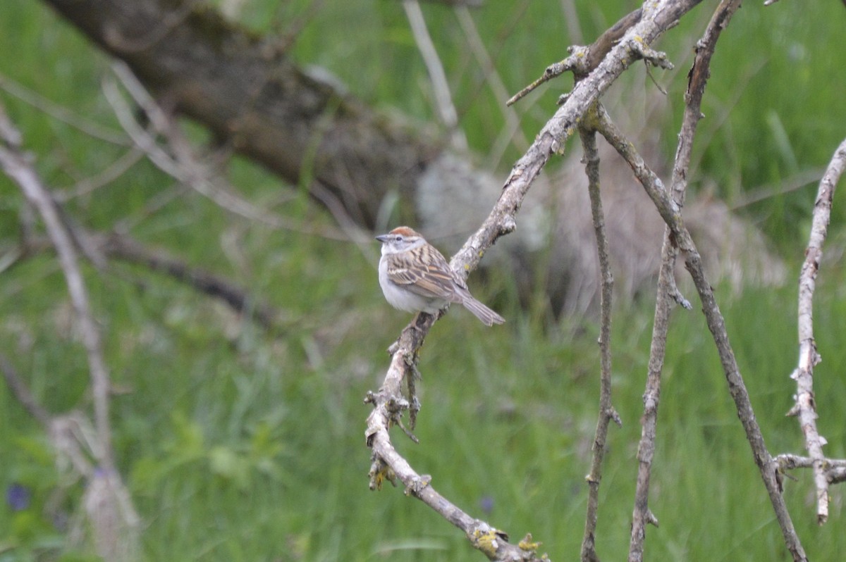 Chipping Sparrow - ML232559911