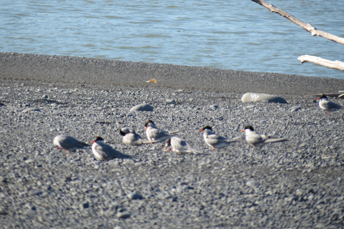 Black-fronted Tern - ML232560031