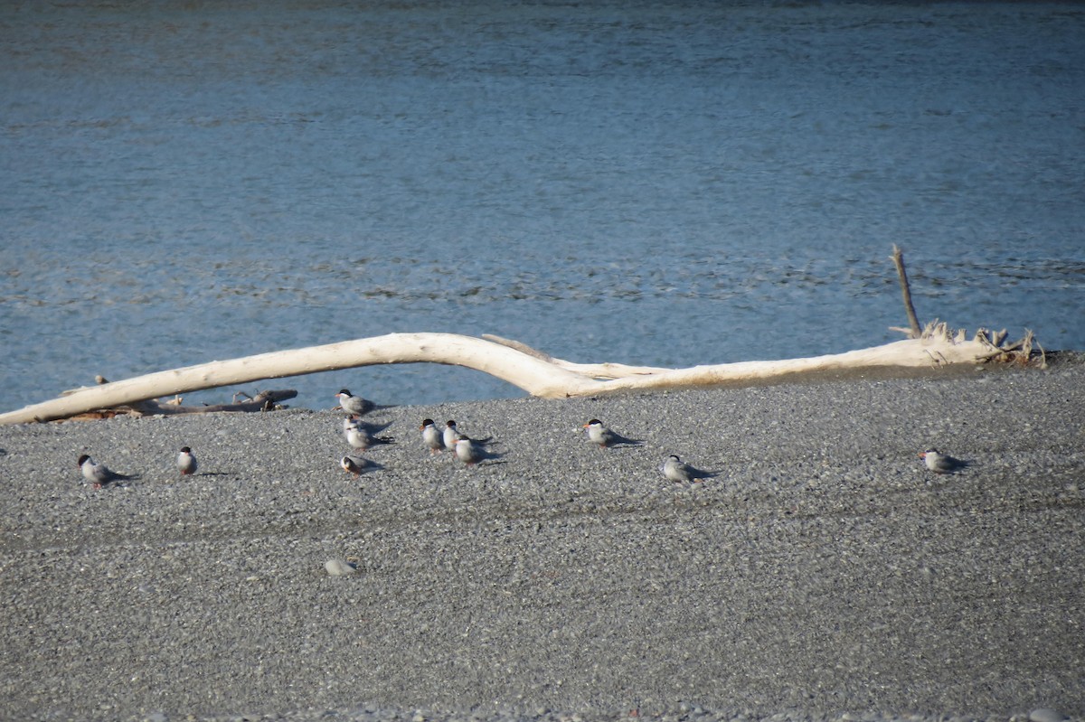 Black-fronted Tern - ML232560521