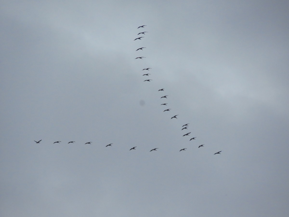 Brown Pelican - ML232560801