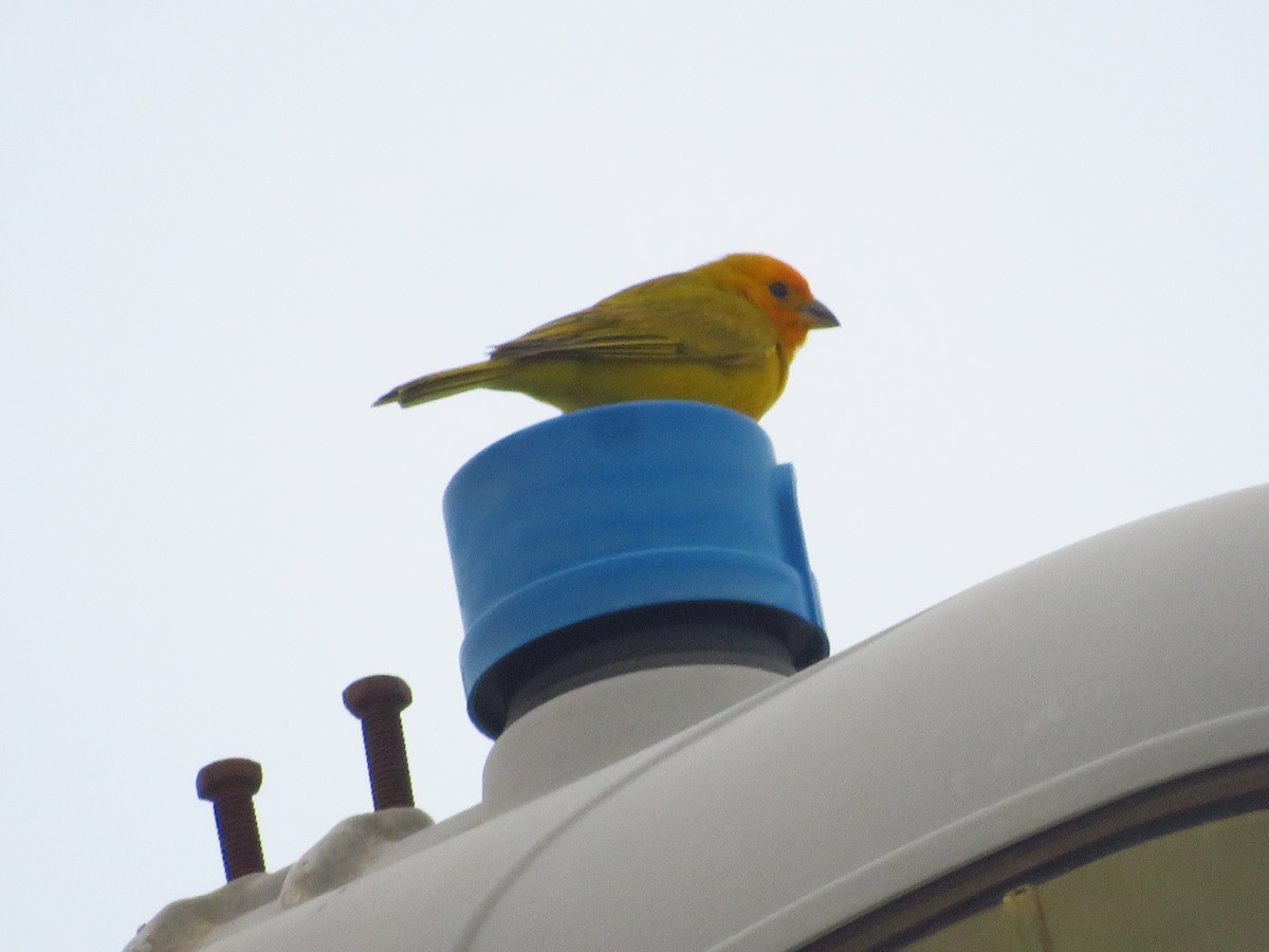 Saffron Finch - ML232562981