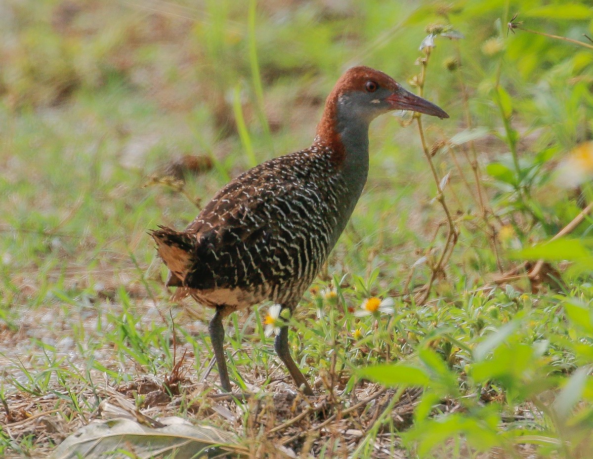 Slaty-breasted Rail - ML232564911