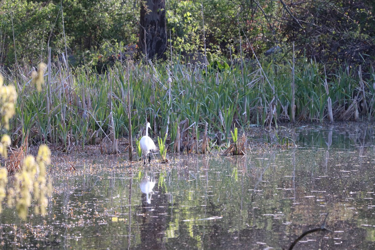 Great Egret - ML232565391