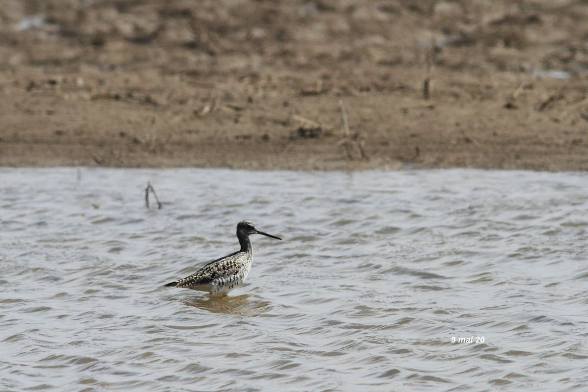 Greater Yellowlegs - ML232565591