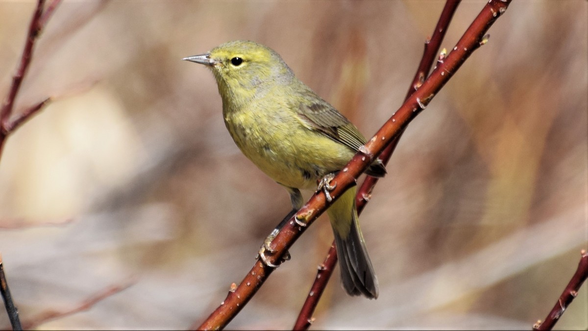 Orange-crowned Warbler - ML232565721