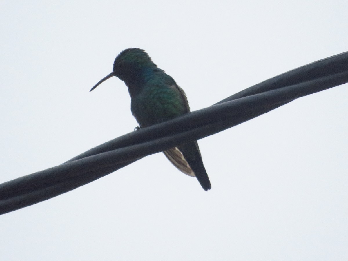 Sapphire-throated Hummingbird - ML232566341