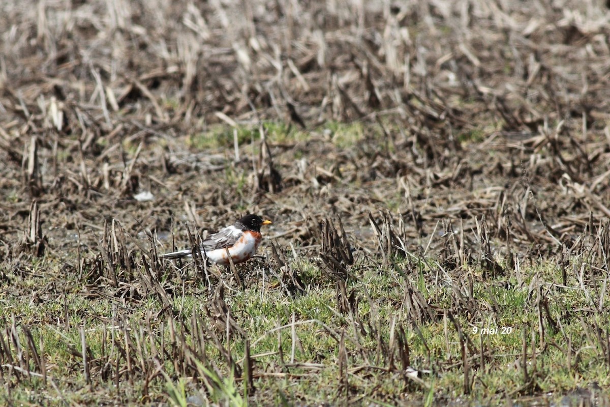 American Robin - ML232566661