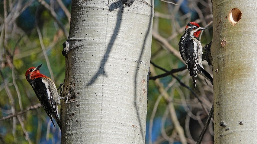 Red-naped Sapsucker - Donald Sutherland