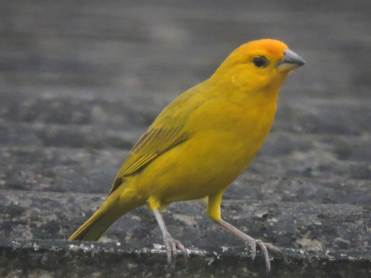 Saffron Finch - ML232567811