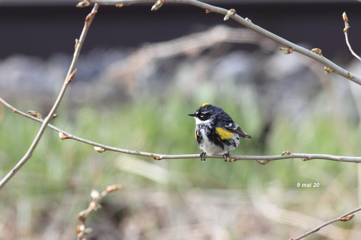 Yellow-rumped Warbler - ML232568221