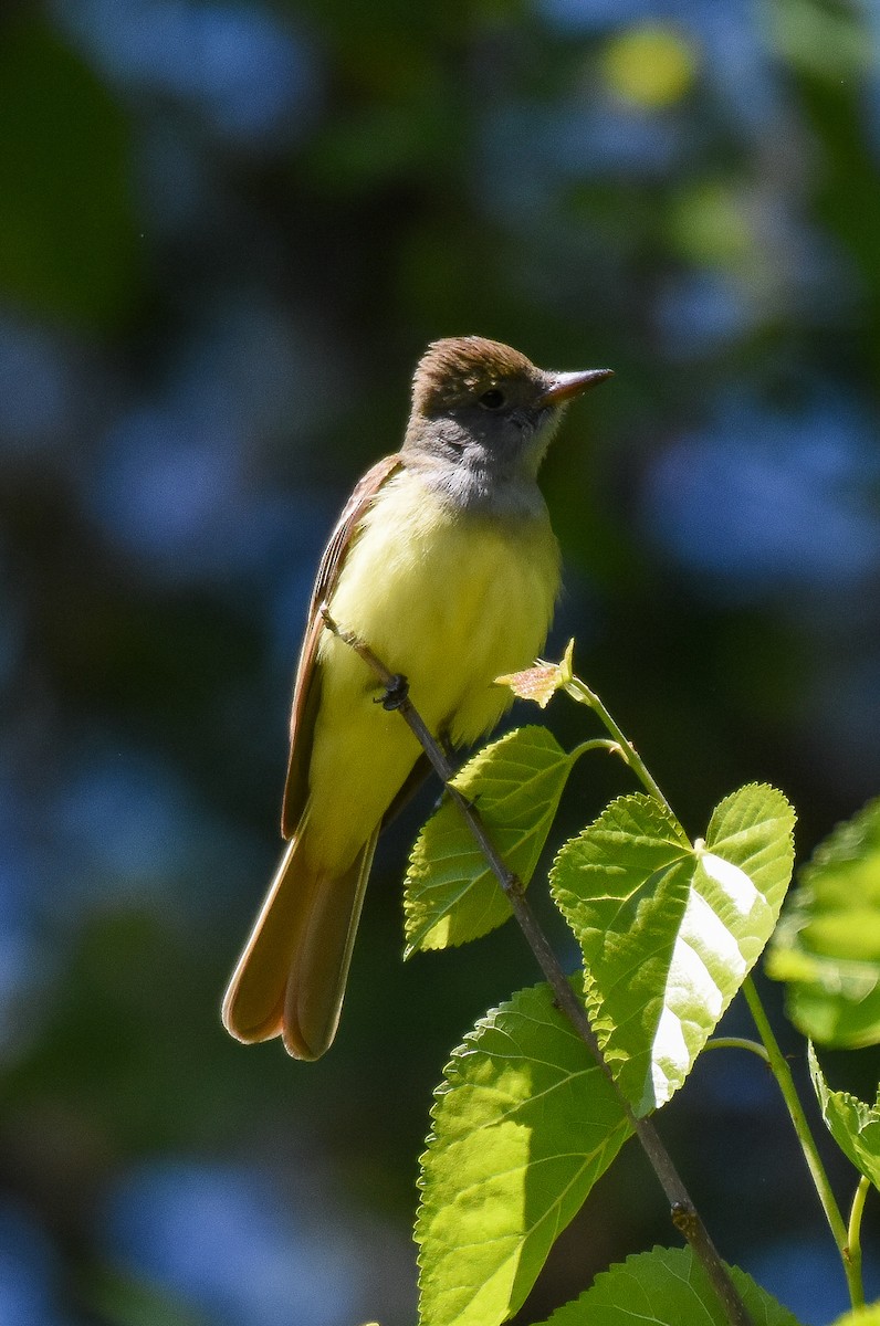 Great Crested Flycatcher - Patty Masten