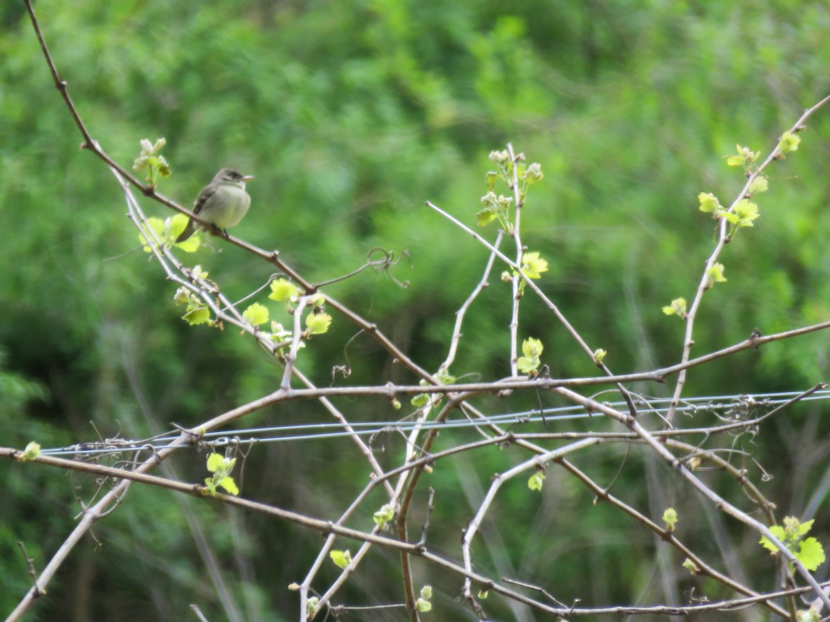 Eastern Wood-Pewee - Zella Nisley