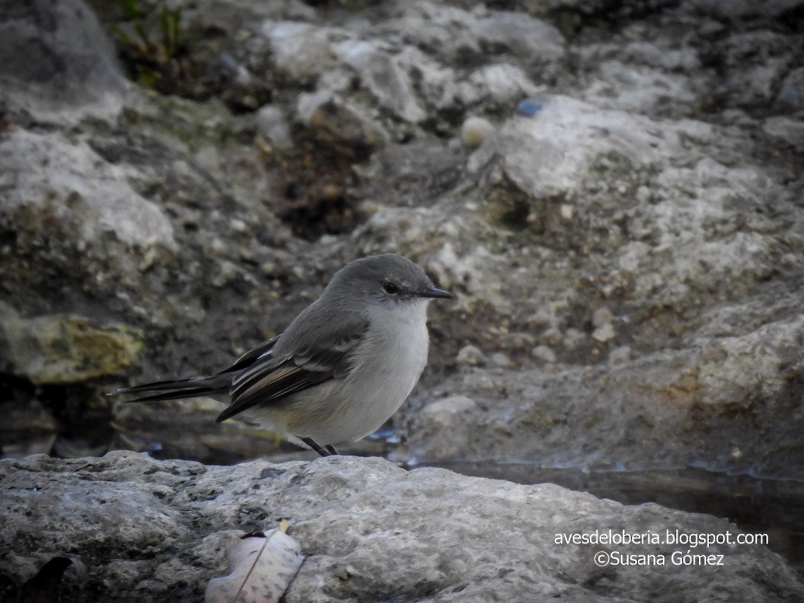 Sooty Tyrannulet - ML232569721