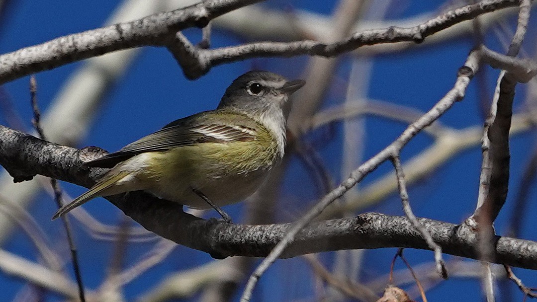 Cassinvireo - ML232569731