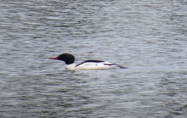 Common Merganser - ML23257071