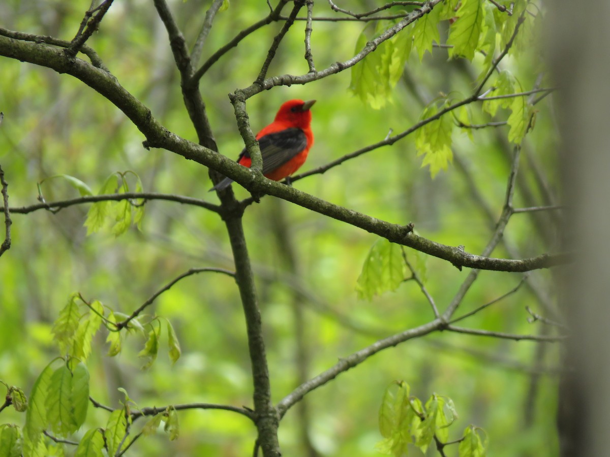 Scarlet Tanager - Zella Nisley