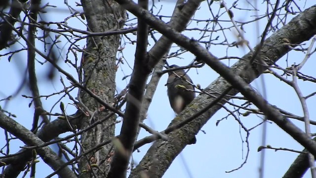 Rusty Blackbird - ML232571781