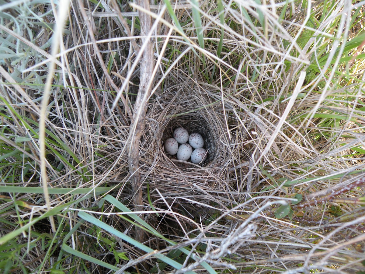 Grasshopper Sparrow - Alyssa DeRubeis