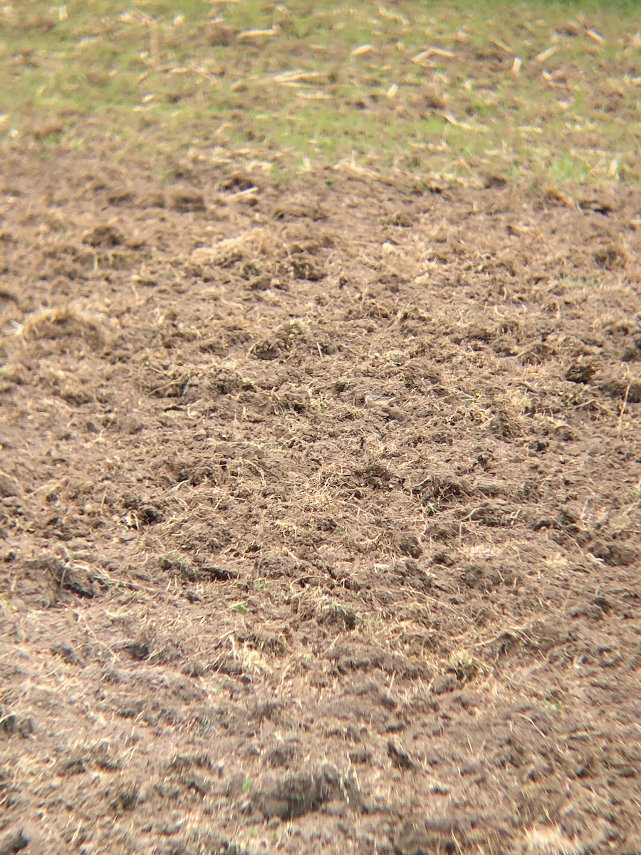 American Pipit - Ben Bagniewski