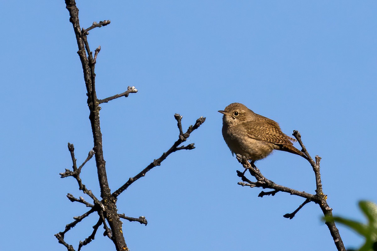 House Wren - ML232575501