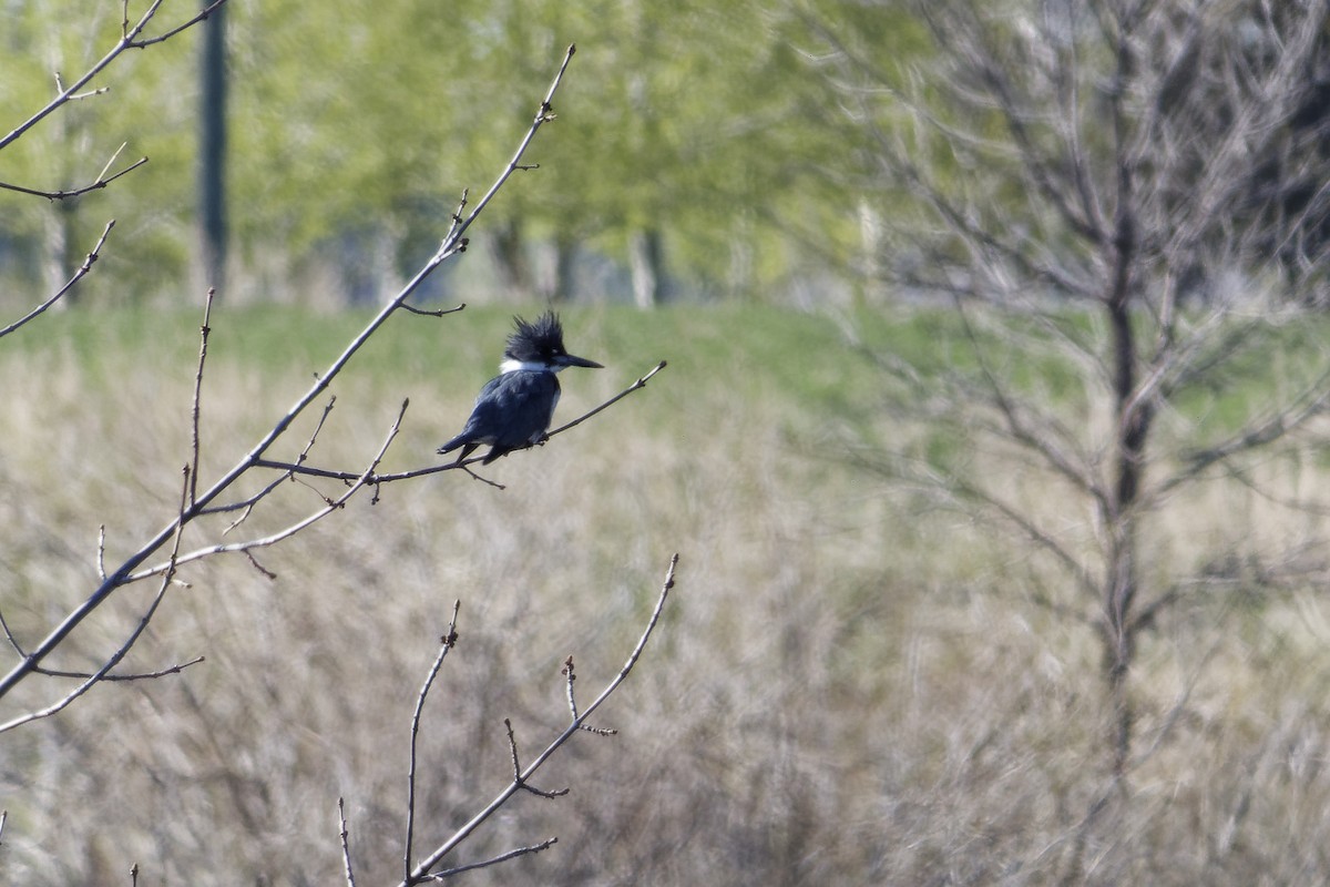 Belted Kingfisher - ML232575931