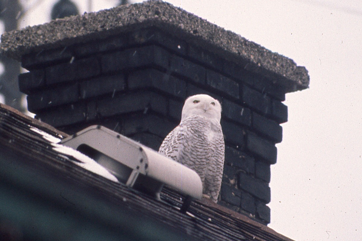 Snowy Owl - ML232576781