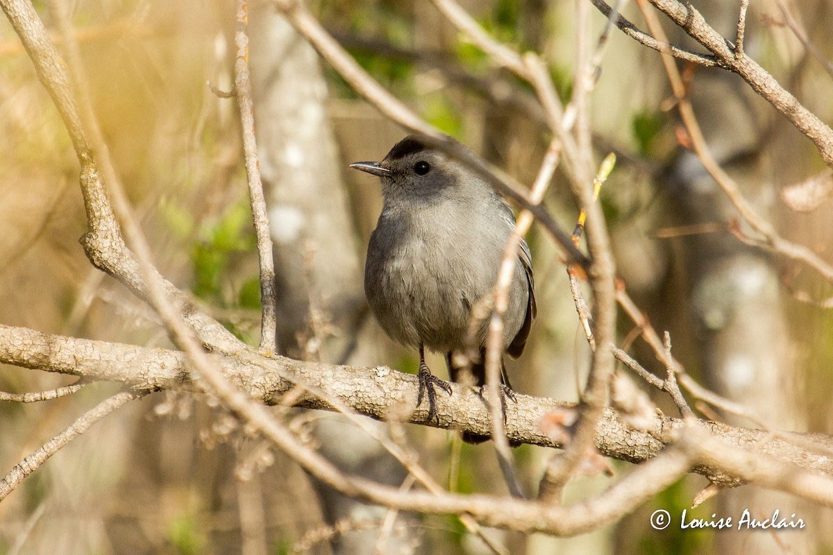 Gray Catbird - Louise Auclair