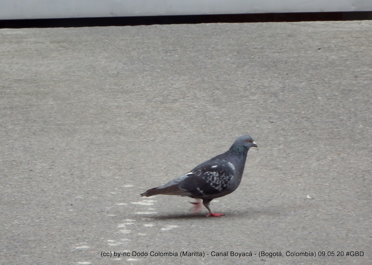 Rock Pigeon (Feral Pigeon) - Maritta (Dodo Colombia)
