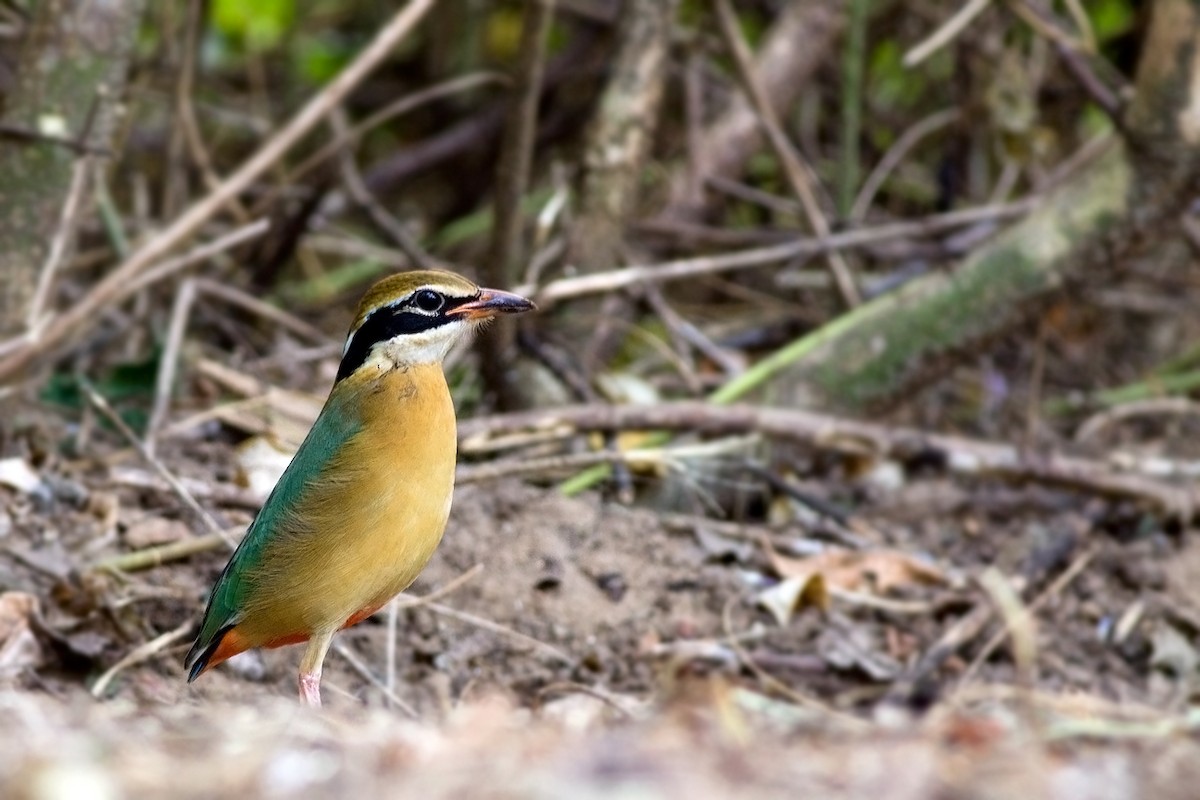 Indian Pitta - Praveen es