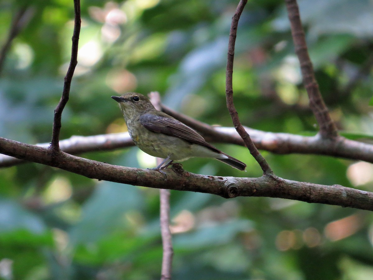 Ryukyu Flycatcher - Brian Daniels