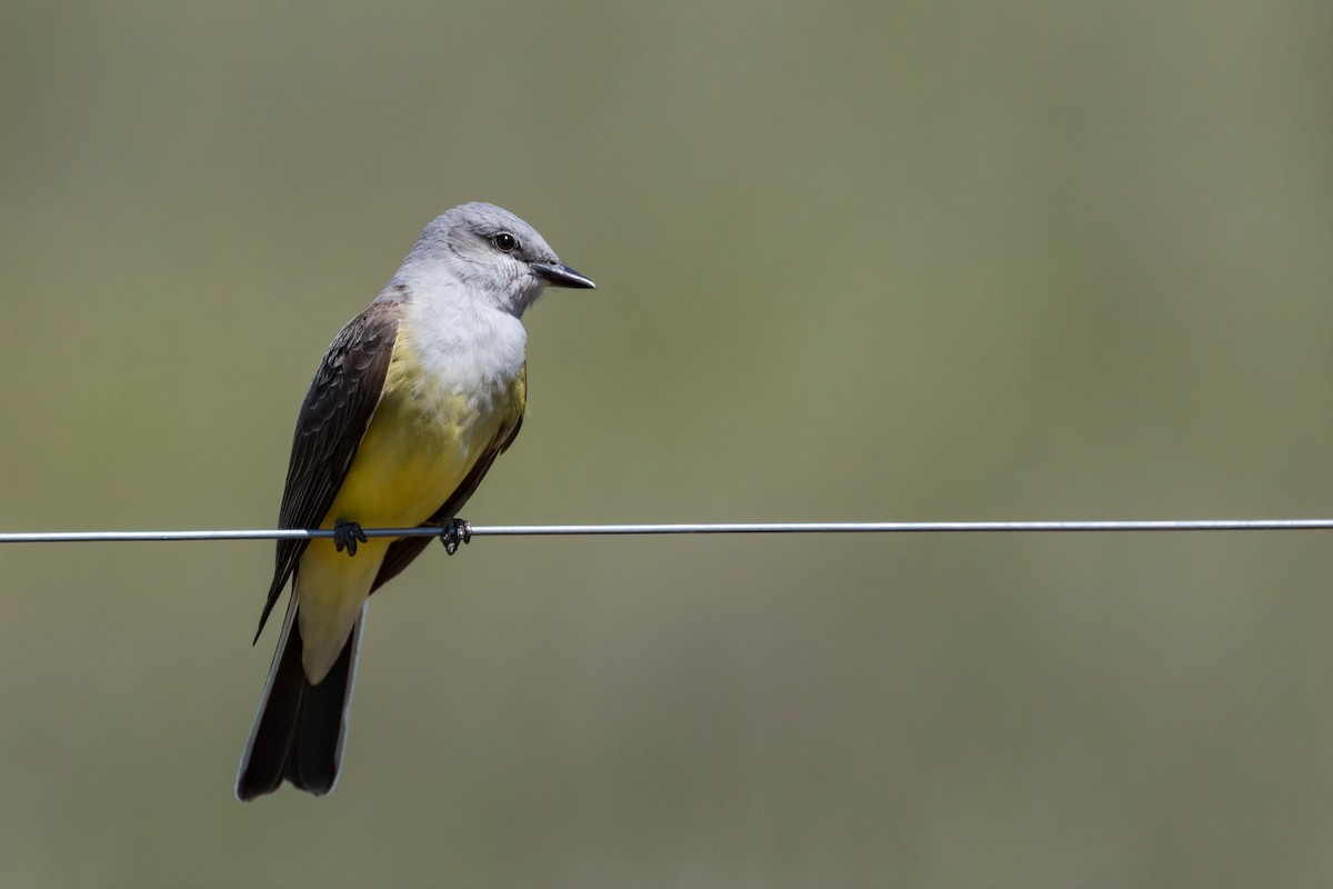 Western Kingbird - ML232579831