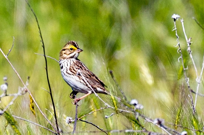 Savannah Sparrow - ML232580651