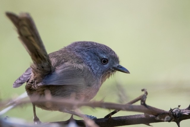 Wrentit - ML232581221