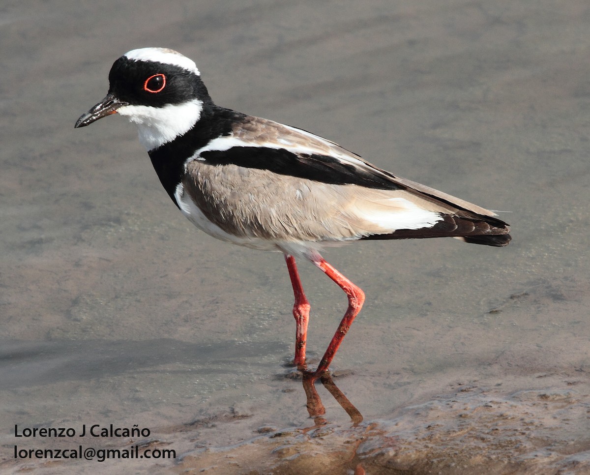 Pied Plover - ML232581321