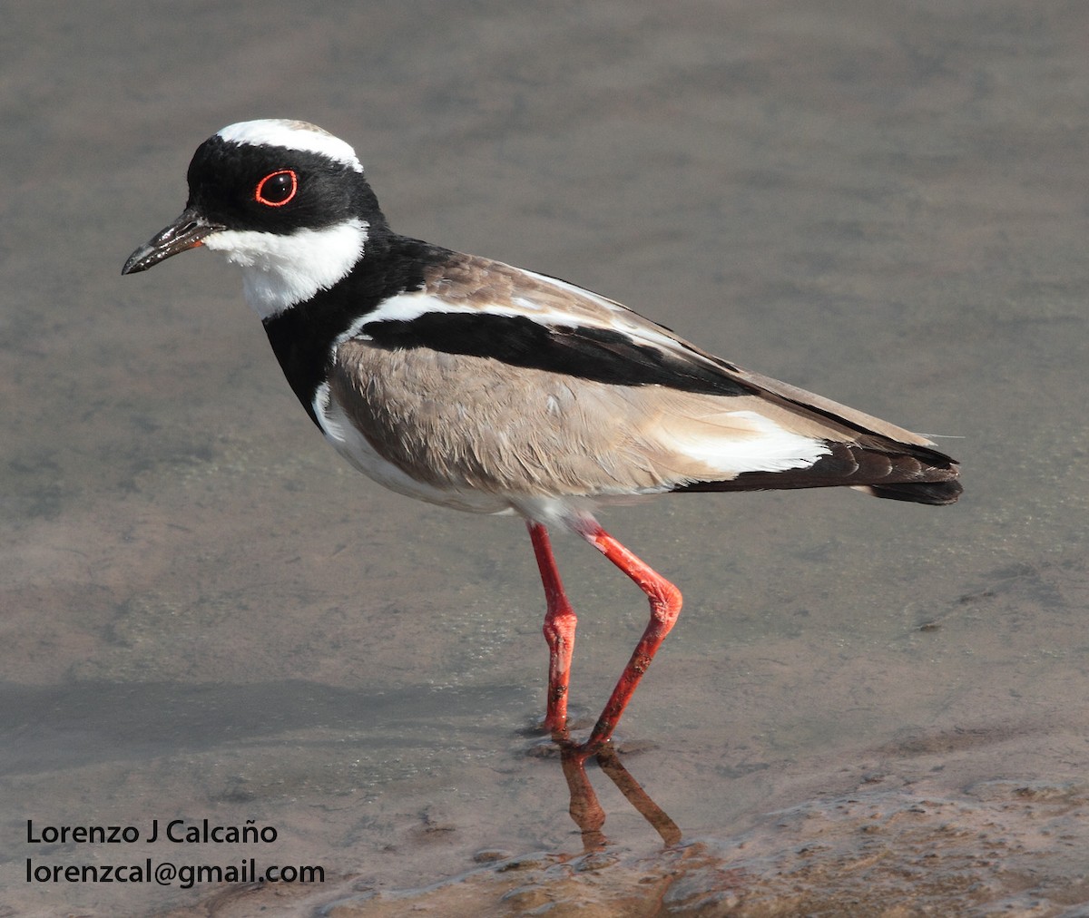 Pied Plover - ML232581451