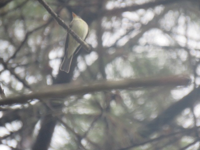 Greater Pewee - ML232581881