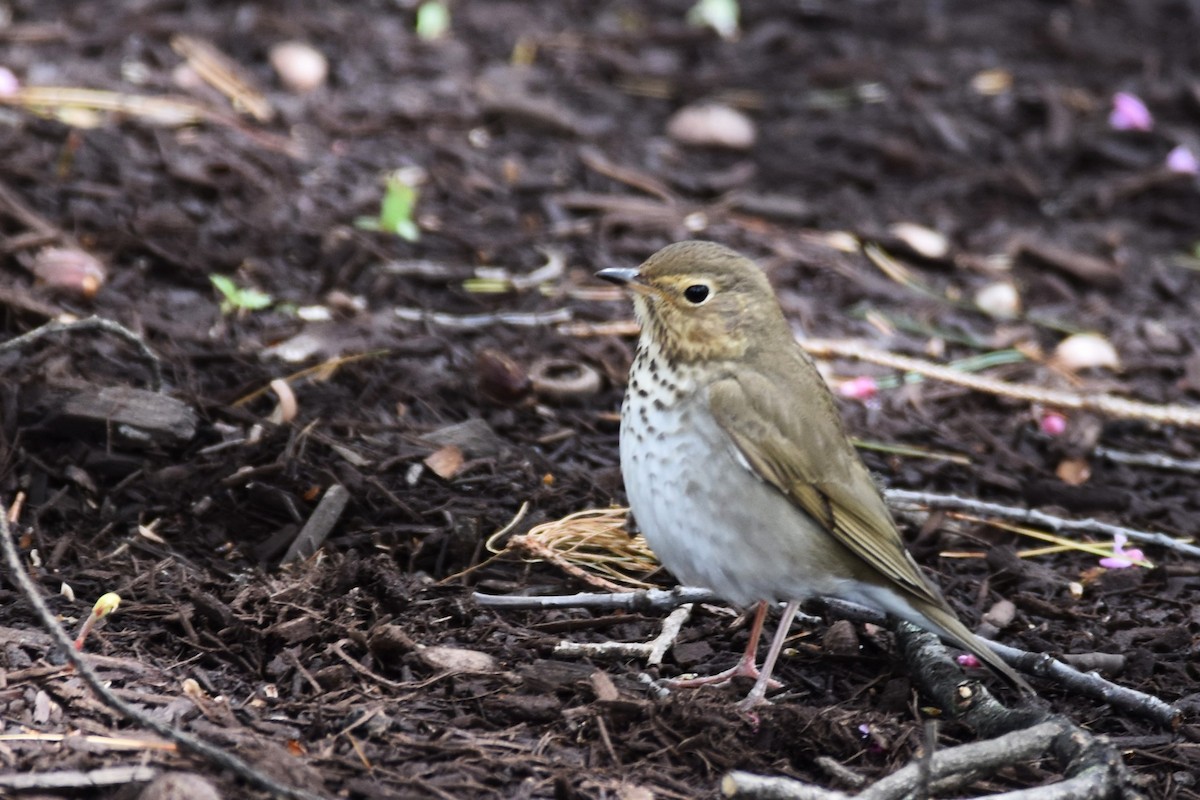 Swainson's Thrush - ML232581951