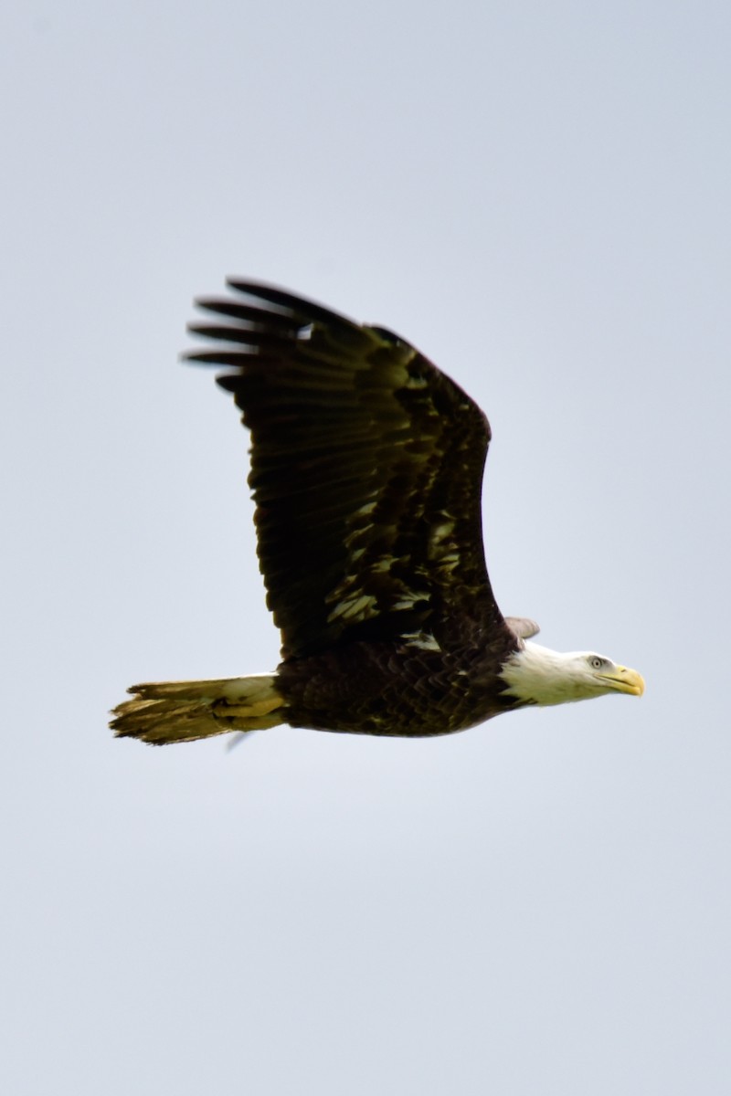 Bald Eagle - ML232582791