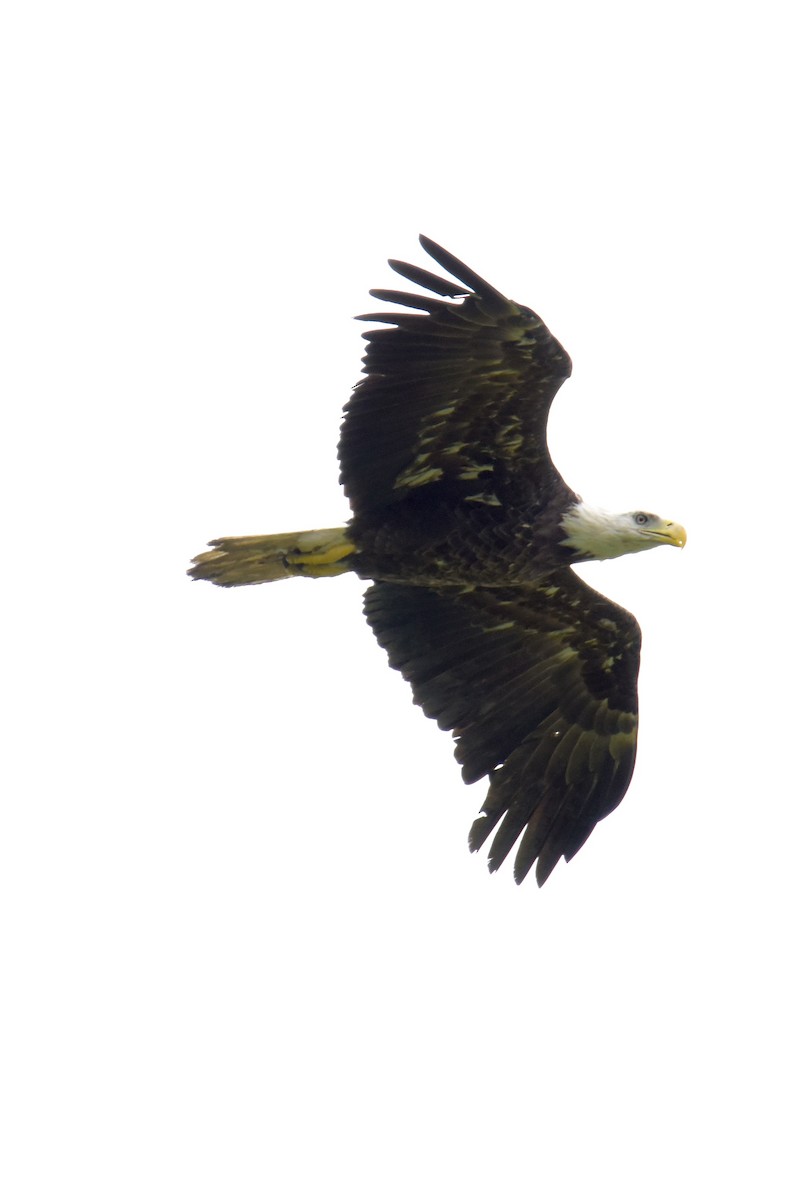 Bald Eagle - ML232582841