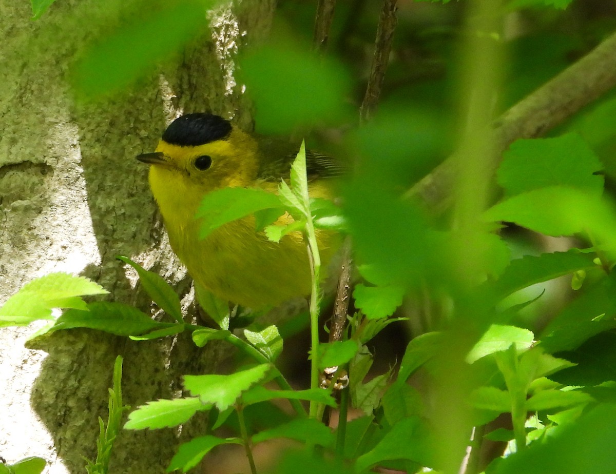 Wilson's Warbler - ML232583341