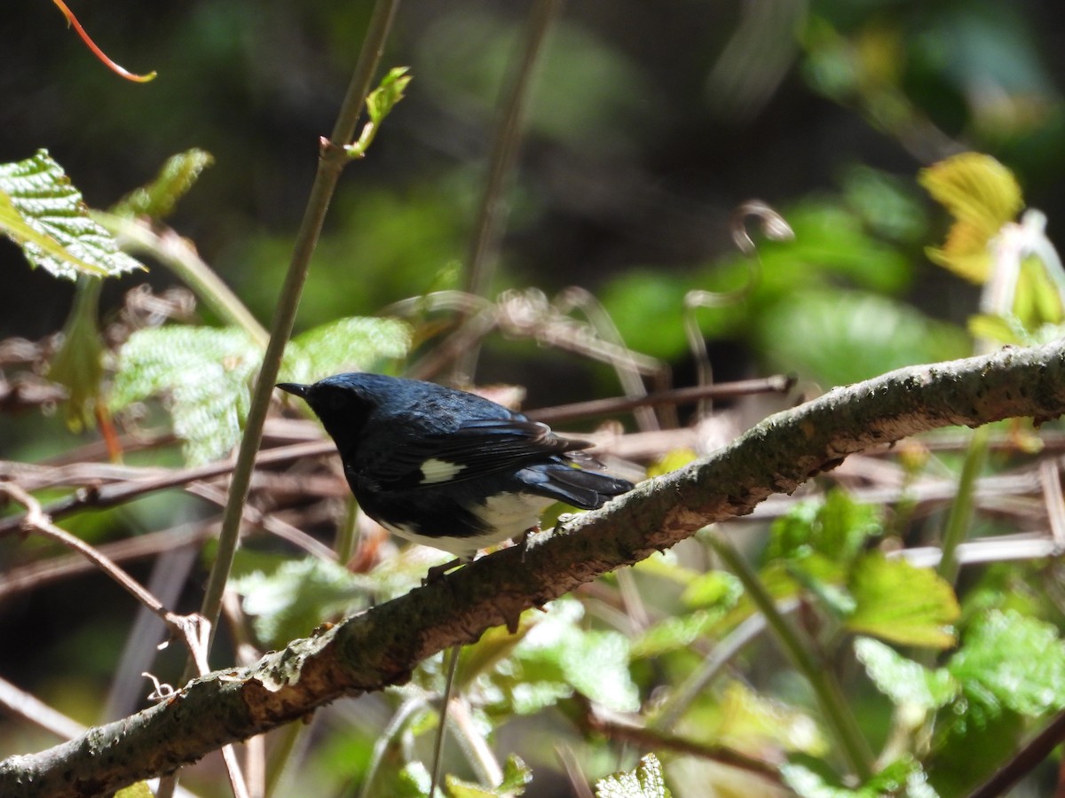 Black-throated Blue Warbler - ML232584211